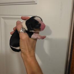 Boy 1 - Tri-color male Cavalier King Charles Spaniel puppy in Springfield, Missouri from Caney Mountain Cavaliers LLC