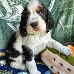 Fin - Black white and tan male English Springer Spaniel puppy in Grant, Michigan from Bedell's Riverdog Run
