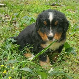 Girl 1 - Black rust and white female Bernese Mountain Dog puppy in Nicholson, Georgia from Bernese Mountain Dogs of Pony Trail Farm