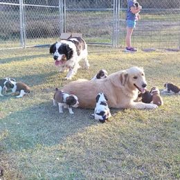 English Springer Spaniel Puppies from 31 Pines Springers & Retrievers