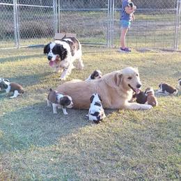 English Springer Spaniel Puppies from 31 Pines Springers & Retrievers