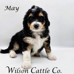 May - Black tri-color female Aussiedoodle puppy in Lancaster, Minnesota from Wilson Cattle Co.