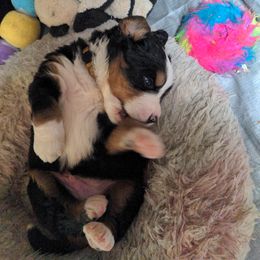 Bernese Mountain Dog Puppies from Baby Bear Bernese Kennel
