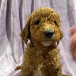 AKC Standard poodle Pascal - Apricot male Poodle puppy in Harrisburg, Arkansas from Ransone’s Ridge Runners Poodles and Doodles