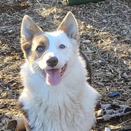 Indie - American Corgi