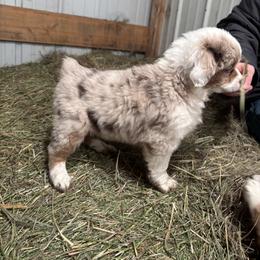 Miniature Australian Shepherd Puppies from Mid-Plains Mini Aussies