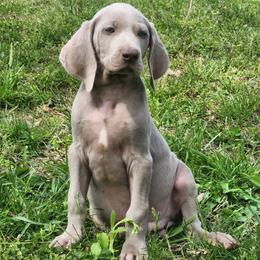 Ridoc - Silver gray male Weimaraner puppy in Kentucky from Willow Ridge Kennel