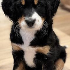 Australian Mountain Doodle Puppies from Woodbriar Wags