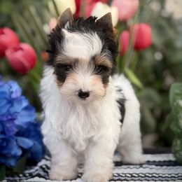 Boy 1 - Black tan and white male Biewer Terrier puppy in Lathrop, California from Forever Charmed
