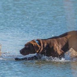 Labrador Retriever All Grown Up from Rocky Mountain Dogs - Utah