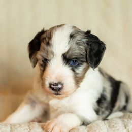 Aussiedoodles and Miniature Australian Shepherds from Blue Rain Aussies