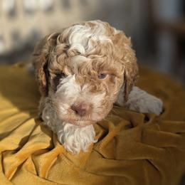 Sunny - Apricot male Goldendoodle puppy in Decatur, Tennessee from Diamond's Doodles