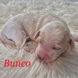 BUNCO - Parti male Labradoodle puppy in Sussex, Wisconsin from Dancing Doodles
