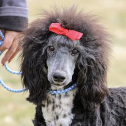 Mac - Poodle