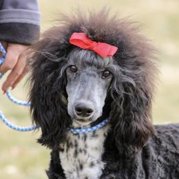 Mac - Poodle