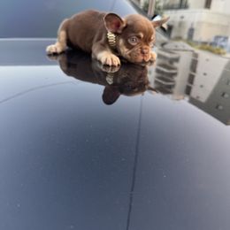 French Bulldog Puppies from westsidefrenchies