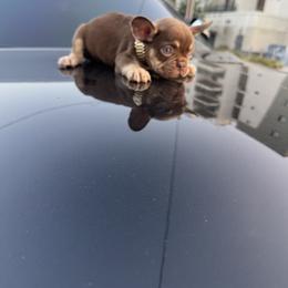French Bulldog Puppies from westsidefrenchies