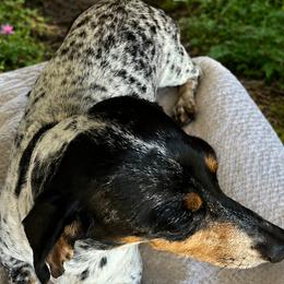 Dachshunds from Terry's Dachshunds (BooneDox Mini Dachshunds)