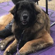 Selene - Leonberger