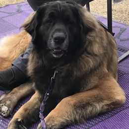 Selene - Leonberger
