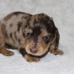 Daffy - Dapple male Dachshund puppy in Paris, Texas from Kuttin’ Up Mini Aussies