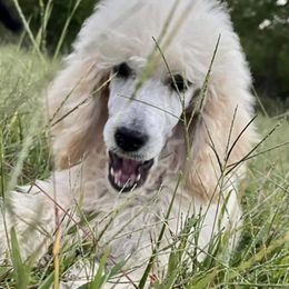 Poodles from Straight Faithed Farm