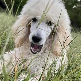 Poodles from Straight Faithed Farm