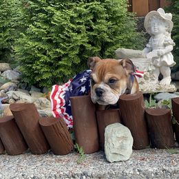 Muggy - female Bulldog puppy in Marysville, Washington from English Bulldogs WA
