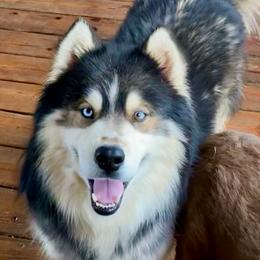 Zane - Siberian Husky