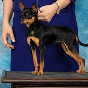 Louis V - Russian Toy