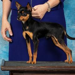 Louis V - Russian Toy