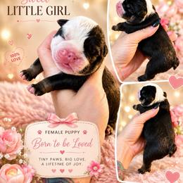 Hightide - Black tri-color female Bulldog puppy in Marysville, Washington from BulldogWA