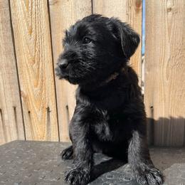 Bailey - Black female Giant Schnauzer puppy in Tabernash, Colorado from Schnauzer Paw Homestead