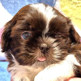 CARVER - Liver and white male Shih Tzu puppy in Candler, North Carolina from Pup-Tzu WNC