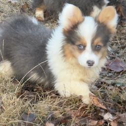 Rio - Gray and white female American Corgi puppy in Heyworth, Illinois from Schumaker Corgis