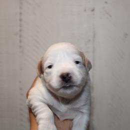 Girl 1 - Parti female Miniature Schnauzer puppy in Santa Ana, California from Thehood_weenies
