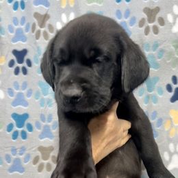 Grayson - Black male Labrador Retriever puppy in Sandpoint, Idaho from Allen Sunnyside AKC Labs