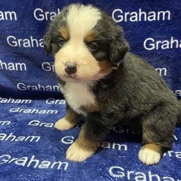 White Collar - Black rust and white male Bernese Mountain Dog puppy in Comer, Georgia from Water Oak Farm