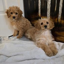 Sweet love - Apricot male Cavapoo puppy in Washington from Mt.BakerPoodles&Doodles
