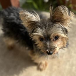 Aussiedoodles, Maltese, Maltipoos, Morkies, Yorkipoos, and Yorkshire Terriers from X-F Kennels