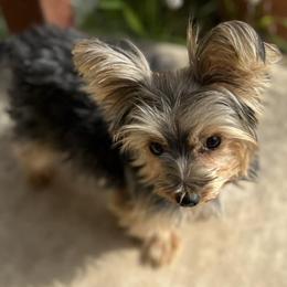 Aussiedoodles, Maltese, Maltipoos, Morkies, Yorkipoos, and Yorkshire Terriers from X-F Kennels