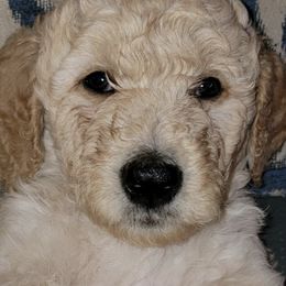 Goldendoodles from D&D_Doodles of Gresham
