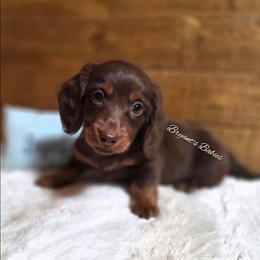 Shamrock - Chocolate and tan male Dachshund puppy in Webb, Alabama from Bryant's Babies