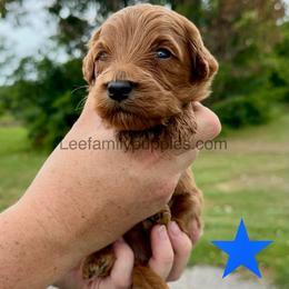 Miniature-1st pick - Red  male Goldendoodle puppy in Tennessee from Lee Family Puppies