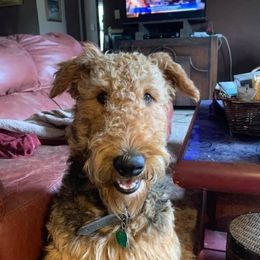 Despo - Airedale Terrier