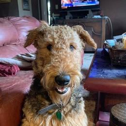 Despo - Airedale Terrier