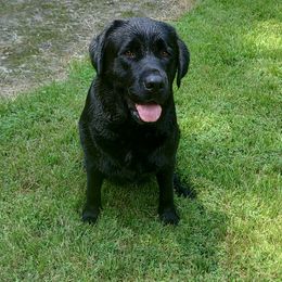 Abigail Miriam - Labrador Retriever