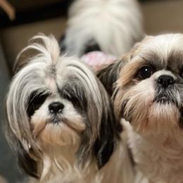 Pookie - Silver gold and white female Shih Tzu puppy in Dunlap, Tennessee from Beards of Glory