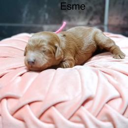 Esme - Red  female Goldendoodle puppy in Pasco, Washington from Camp Doodle Woods