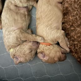 Poodle Puppies from Renders Poodles